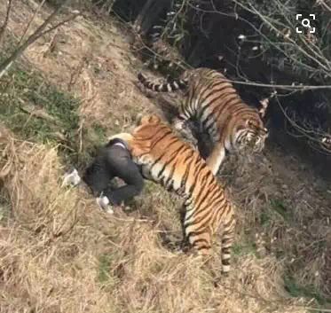 以“宁波雅戈尔动物园老虎伤人事件”为例探究媒介暴力与二次伤害现象 