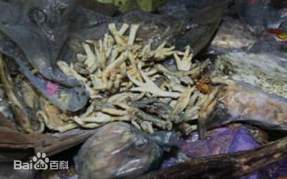 资料图片(来自网络)